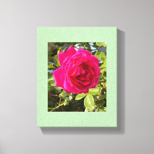 Lienzo Rosa rosa y una mosca