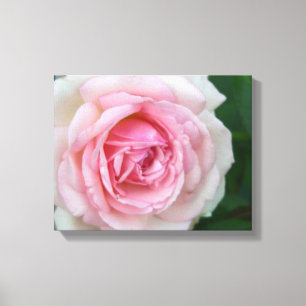 Lienzo Rosa rosado y blanco