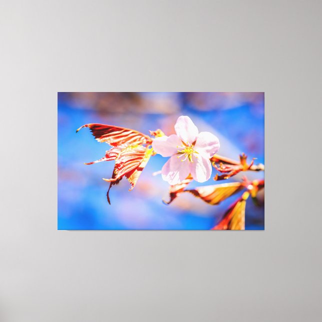 Lienzo Rosa Sakura Flower Blue Sky (Anverso)