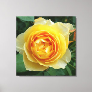 Lienzo rosa y rosebudo