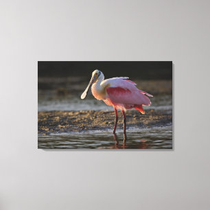 Lienzo Roseate Spoonbill, Ajaia ajaja, Ding Darling