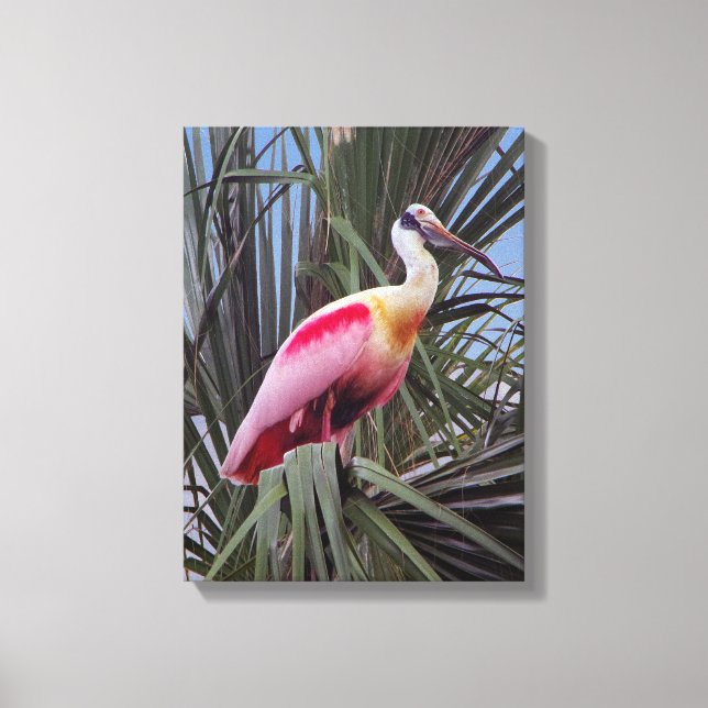 Lienzo Roseate Spoonbill canvas print (Anverso)
