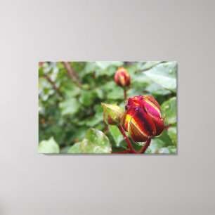 Lienzo rosebud en la lluvia