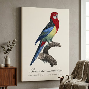 Lienzo Rosella oriental o perico Platycercus eximius