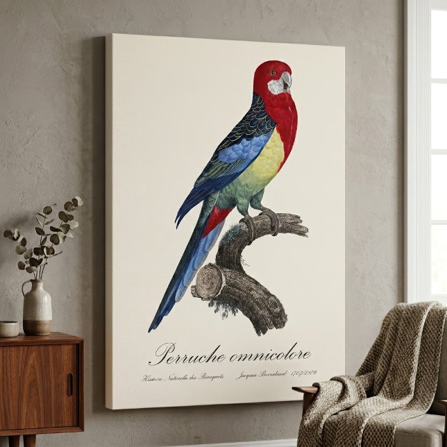 Lienzo Rosella oriental o perico Platycercus eximius (Eastern rosella or Platycercus eximius parakeet. Canvas Print)