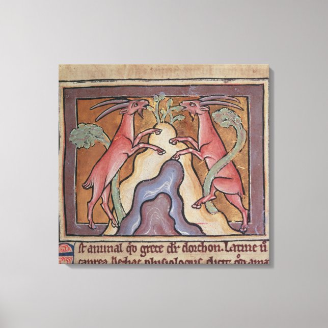 Lienzo Roy Wild cabras de un Bestiario (Anverso)