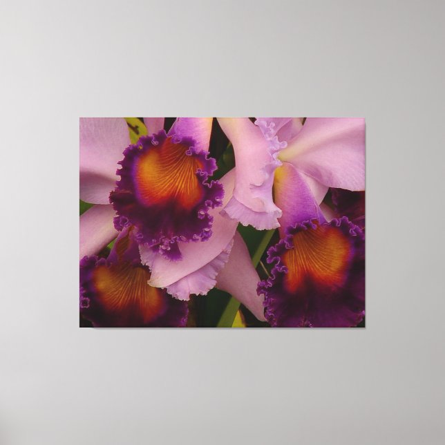 Lienzo Royal Purple Cattleya Orchid (Anverso)