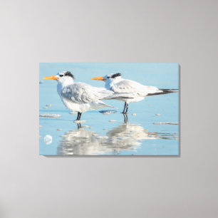 Lienzo Royal Terns en la playa