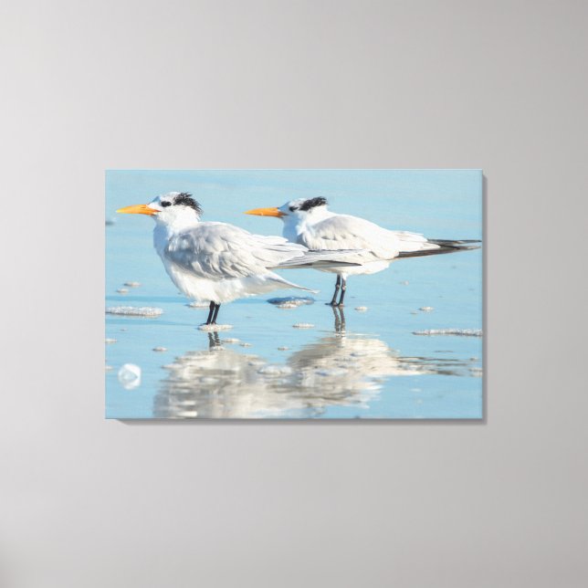 Lienzo Royal Terns en la playa (Anverso)