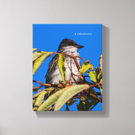 Lienzo Royalty Avian: Kingbird oriental