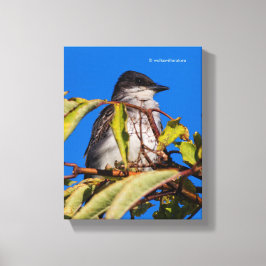 Lienzo Royalty Avian: Kingbird oriental