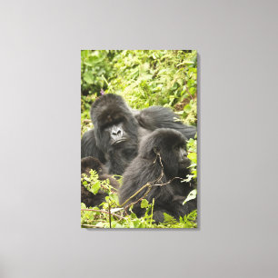 Lienzo Ruanda, Parque Nacional de los Volcanes