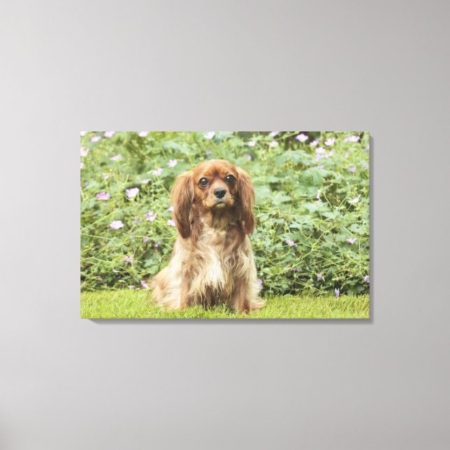 Lienzo Ruby Cavalier Rey Charles Spaniel en el césped (Anverso)