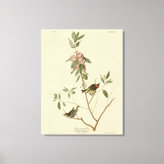 Lienzo Ruby coronó Wren (Kinglet) Aves Audubon América (Anverso)