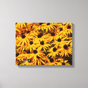 Lienzo Rudbeckia Fulgida / Rudbeckia de cono anaranjado