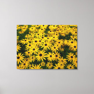 Lienzo Rudbeckia Hirta (Susans de ojos negros)
