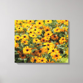 Lienzo Rudbeckias / Un lecho de Susanas de ojos negros