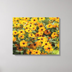 Lienzo Rudbeckias / Un lecho de Susanas de ojos negros
