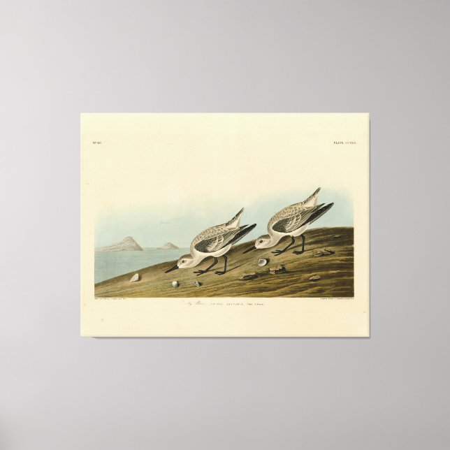 Lienzo Ruddy Plover (Sanderling) Aves Audubon de América (Anverso)