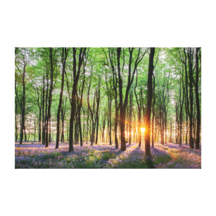 Lienzo Ruta del amanecer en el bosque azul de Inglaterra