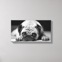 Sad Pug