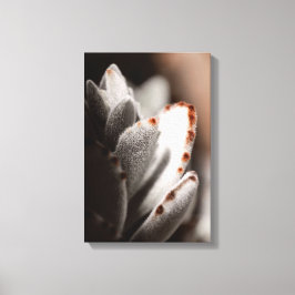 Lienzo Sage Green Succulum Con Tips Marrones