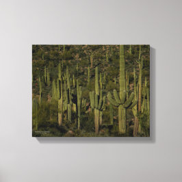 Lienzo Saguaro Cactus Bosque Sonoran Desierto Arizona