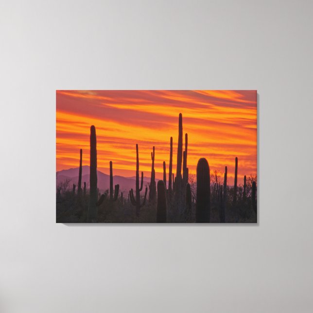 Lienzo Saguaro, puesta del sol, Parque Nacional Saguaro (Anverso)