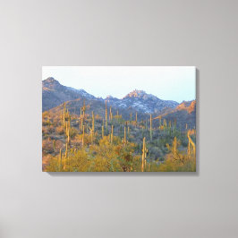 Lienzo Saguaros Iluminados por el Sol en Invierno en Lona