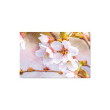 Sakura - Florecimiento de cerezo japonés