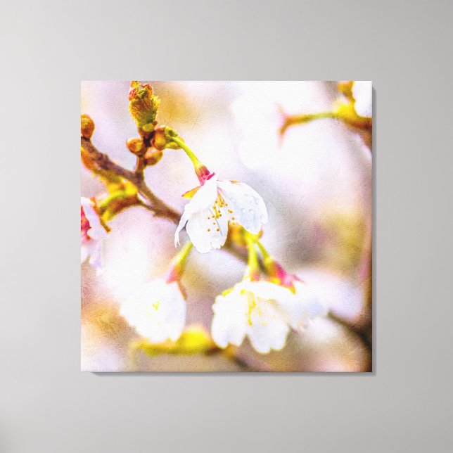Lienzo Sakura - Florecimiento de cerezo japonés (Anverso)