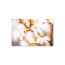 Sakura - Florecimiento de cerezo japonés