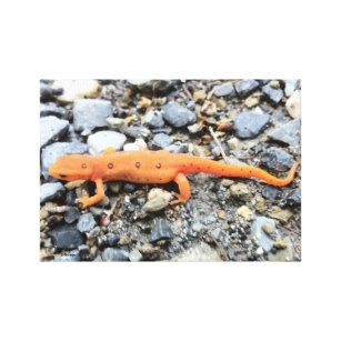 Lienzo Salamander anaranjado