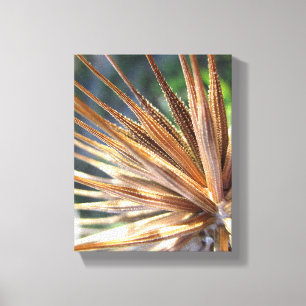 Lienzo Salsify Spiky Seed Pod