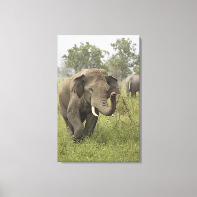 Lienzo Saludo de elefante asiático indio (Anverso)