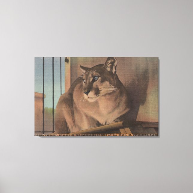 Lienzo San Petersburgo, Florida - Foto De Florida (Anverso)