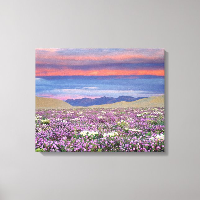 Lienzo Sand Verbena & Dune Primrose Wildflowers at Sunset (Anverso)