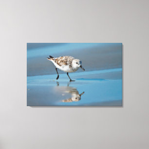 Lienzo Sanderling (Calidris Albe) Alimentándose En Wet Be