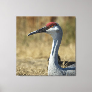 Lienzo Sandhill Crane