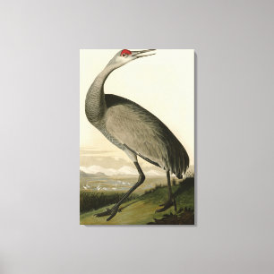Lienzo Sandhill Crane de los pájaros de América de Audubo