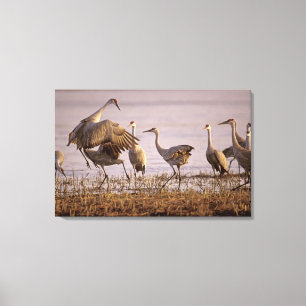 Lienzo Sandhill Cranes Grus canadensis) Platte