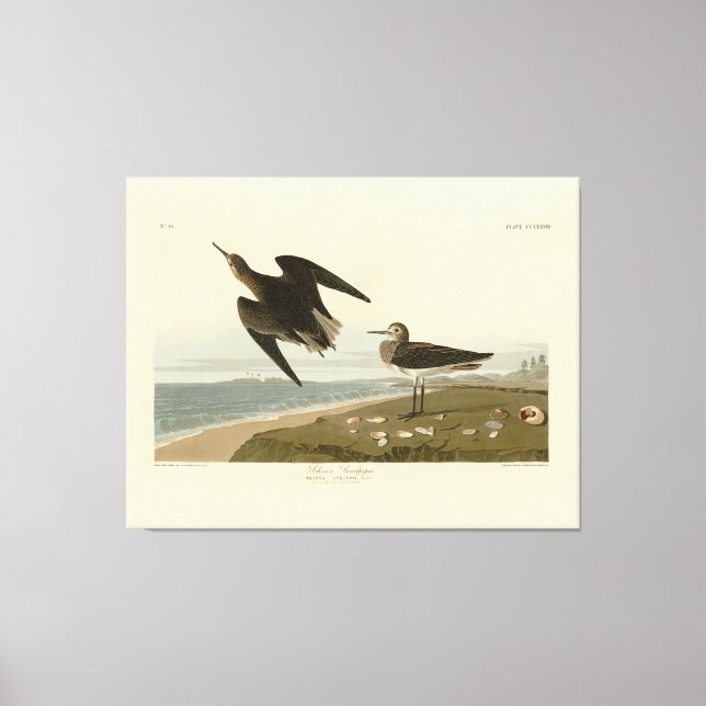 Lienzo Sandpiper de Schinz de los pájaros de América de A (Anverso)
