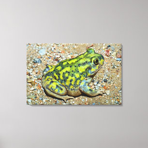 Lienzo Sapo de Spadefoot de un sofá