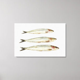 Lienzo Sardinas (sardinas) 2