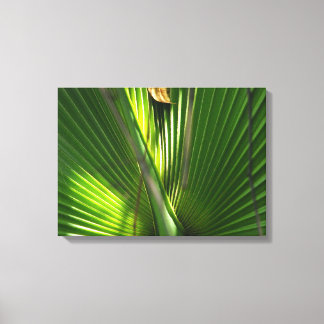 Lienzo Saw Palmetto Photo Closeup