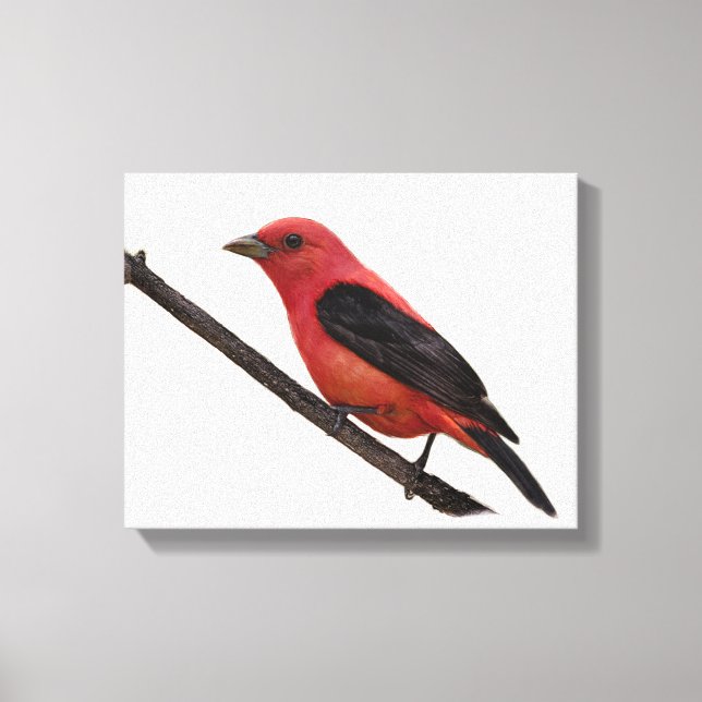 Lienzo Scarlet Tanager en rama (Anverso)
