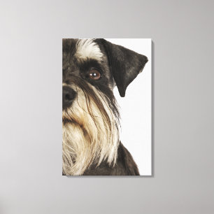 Lienzo Schnauzer miniatura, tiro del estudio, primer