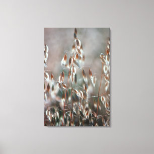 Lienzo Se Acaban Las Ovejas (Avena Sativa). Ceres, Boland