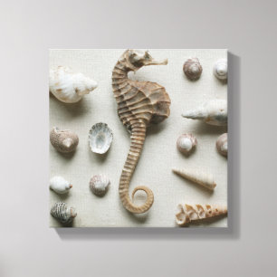 Lienzo Seahorse y cáscaras