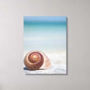 Lienzo Seashell en la playa el   St Petersburg, la